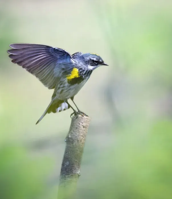 Framed Print : Yellow-Rumped Myrtle'Warbler in Breeding Colors Framed Print : Yellow-Rumped Myrtle'Warbler in Breeding Colors