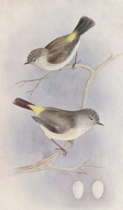 Framed Print : Yellow-Rumped Thornbill Framed Print : Yellow-Rumped Thornbill