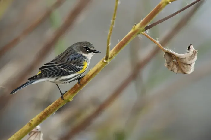 Framed Print : Yellow-rumped warbler in autumn Framed Print : Yellow-rumped warbler in autumn