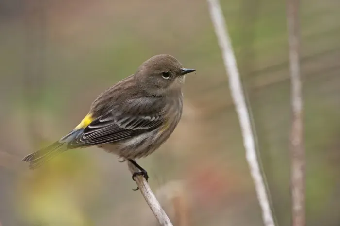 Framed Print : Yellow-rumped warbler in autumn Framed Print : Yellow-rumped warbler in autumn