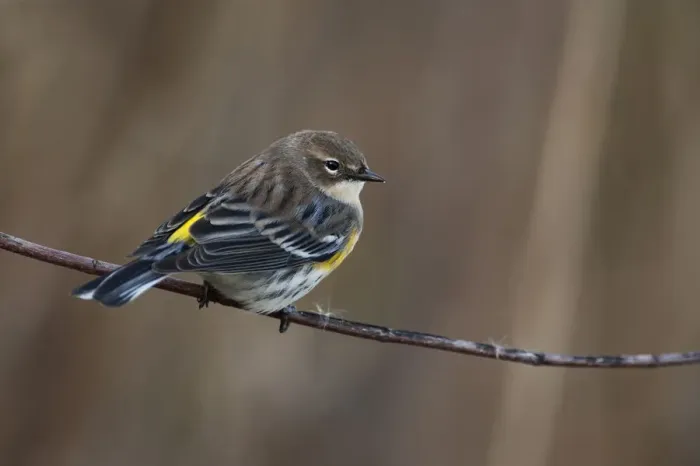 Framed Print : Yellow-rumped warbler in fall migration Framed Print : Yellow-rumped warbler in fall migration