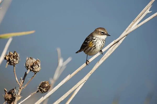 Yellow-rumped warbler in fall migration