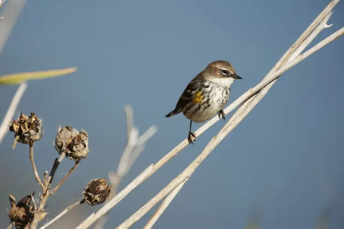 Framed Print : Yellow-rumped warbler in fall migration Framed Print : Yellow-rumped warbler in fall migration