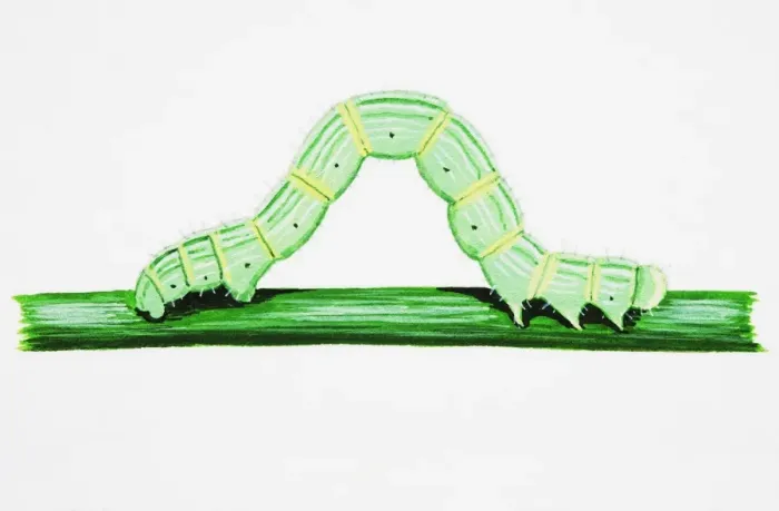 Framed Print : Yellow Shell Moth (Camptogramma bilineata), green larva on stem Framed Print : Yellow Shell Moth (Camptogramma bilineata), green larva on stem
