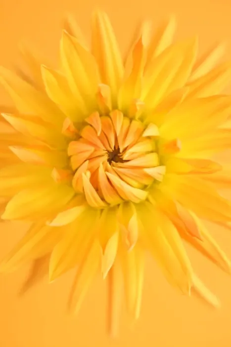 Framed Print : Yellow star