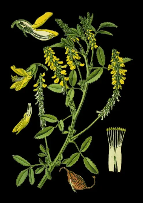 Framed Print : yellow sweet clover, yellow melilot, ribbed melilot Framed Print : yellow sweet clover, yellow melilot, ribbed melilot