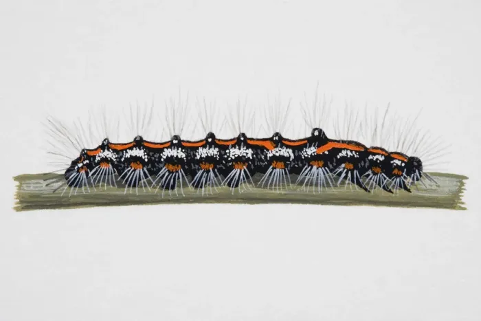 Framed Print : Yellow-tail Butterfly, caterpillar on narrow stem Framed Print : Yellow-tail Butterfly, caterpillar on narrow stem