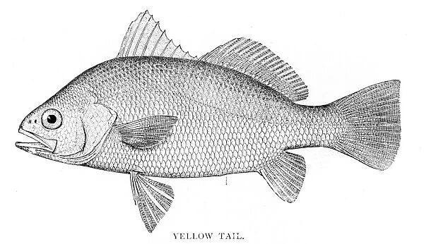 Yellow tail fish engraving 1898