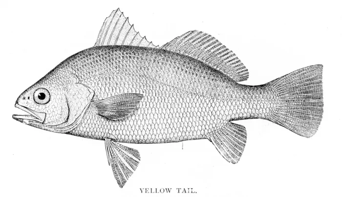 Framed Print : Yellow tail fish engraving 1898 Framed Print : Yellow tail fish engraving 1898