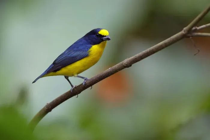 Framed Print : Yellow-throated Euphonia (Euphonia hirundinacea) Framed Print : Yellow-throated Euphonia (Euphonia hirundinacea)