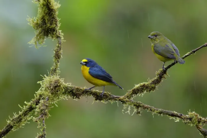 Framed Print : Yellow-throated Euphonia (Euphonia hirundinacea) Framed Print : Yellow-throated Euphonia (Euphonia hirundinacea)