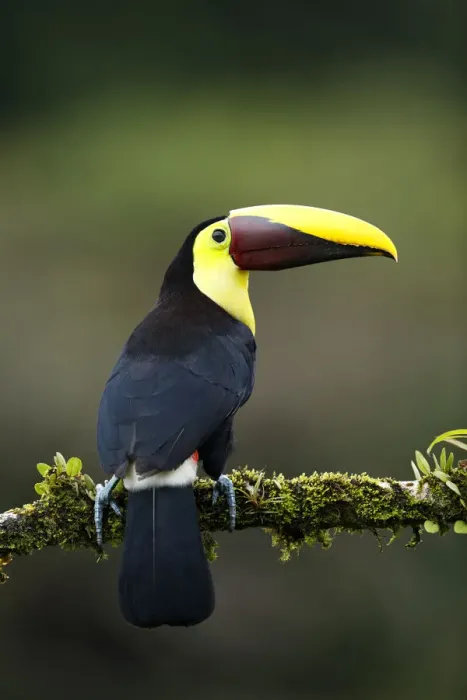 Framed Print : Yellow-throated Toucan Framed Print : Yellow-throated Toucan