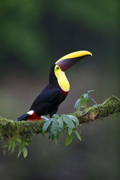 Framed Print : Yellow-throated Toucan Framed Print : Yellow-throated Toucan
