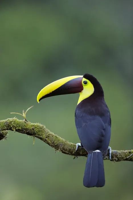 Framed Print : Yellow-throated Toucan Framed Print : Yellow-throated Toucan