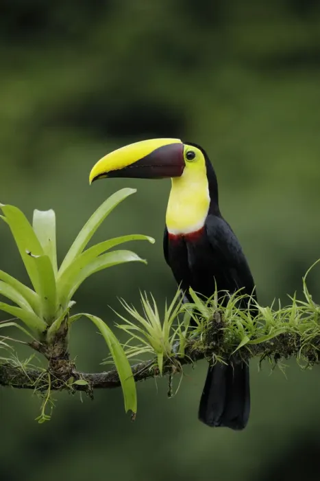 Framed Print : Yellow-throated Toucan Framed Print : Yellow-throated Toucan