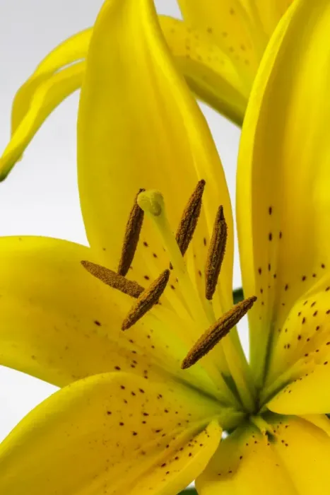 Framed Print : Yellow Tiger Lily Framed Print : Yellow Tiger Lily