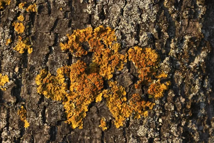 Framed Print : Yellow tree lichen
