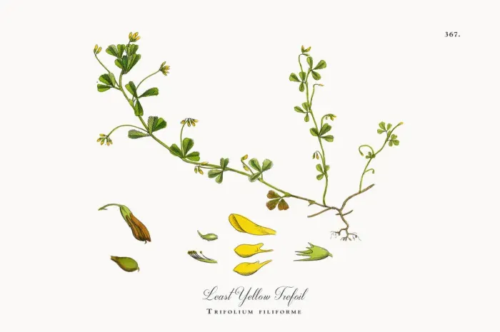 Framed Print : Least Yellow Trefoil, Trifolium filiforme, Victorian Botanical Illustration, 1863 Framed Print : Least Yellow Trefoil, Trifolium filiforme, Victorian Botanical Illustration, 1863