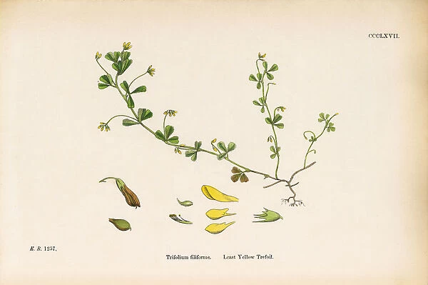 Least Yellow Trefoil, Trifolium filiforme, Victorian Botanical Illustration, 1863