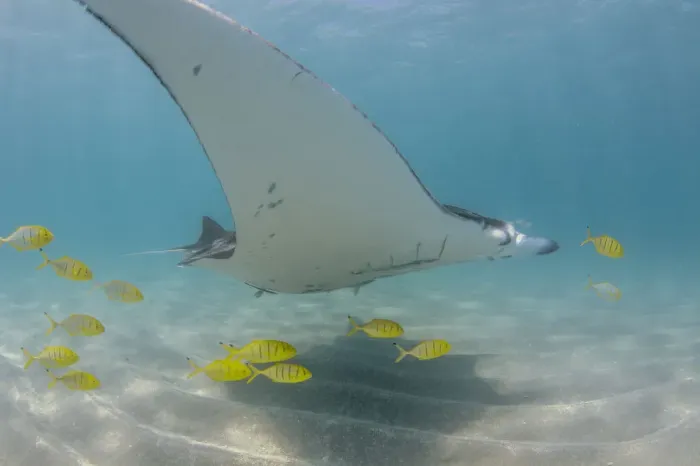 Framed Print : yellow trevally with manta Framed Print : yellow trevally with manta