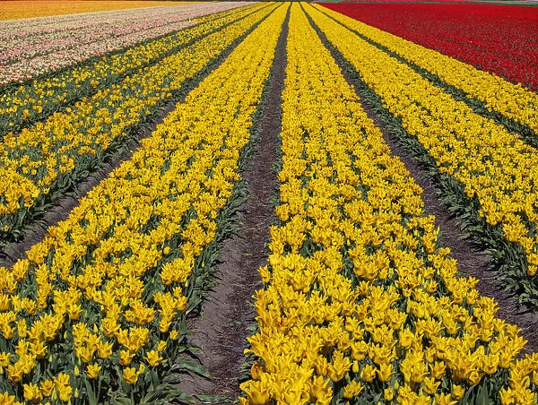 Yellow tulip (Tulipa) field, Kop van Noord-Holland, Netherlands