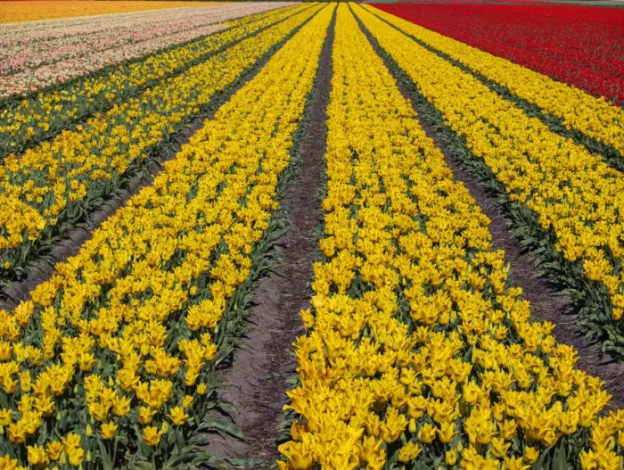 Framed Print : Yellow tulip (Tulipa) field, Kop van Noord-Holland, Netherlands Framed Print : Yellow tulip (Tulipa) field, Kop van Noord-Holland, Netherlands