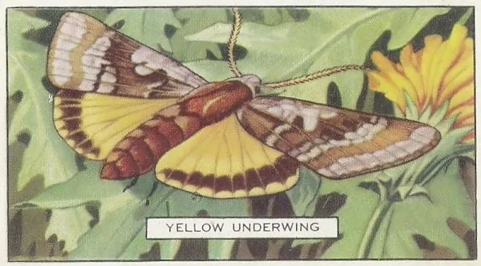 Framed Print : Yellow Underwing Moth, Butterflies and Moths series, Gallaher Collectible Tobacco Card, 1938 Framed Print : Yellow Underwing Moth, Butterflies and Moths series, Gallaher Collectible Tobacco Card, 1938