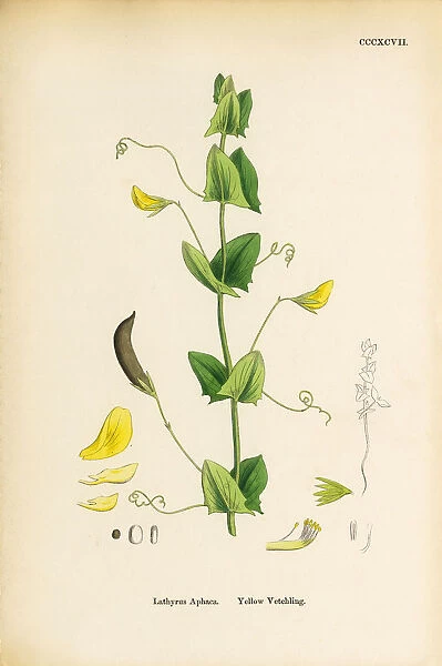 Yellow Vetchling, Lathyrus Aphaca, Victorian Botanical Illustration, 1863