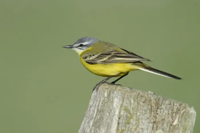 Framed Print : Yellow Wagtail -Motacilla flava-, Hude, Lower Saxony, Germany Framed Print : Yellow Wagtail -Motacilla flava-, Hude, Lower Saxony, Germany