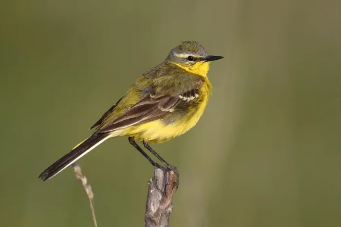 Framed Print : Yellow wagtail -Motacilla flava-, male singing, perched on its song post, Lake Neusiedl, Burgenland, Austria, Europe