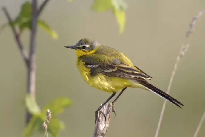 Framed Print : Yellow wagtail -Motacilla flava-, male singing, perched on its song post, Lake Neusiedl, Burgenland, Austria, Europe Framed Print : Yellow wagtail -Motacilla flava-, male singing, perched on its song post, Lake Neusiedl, Burgenland, Austria, Europe