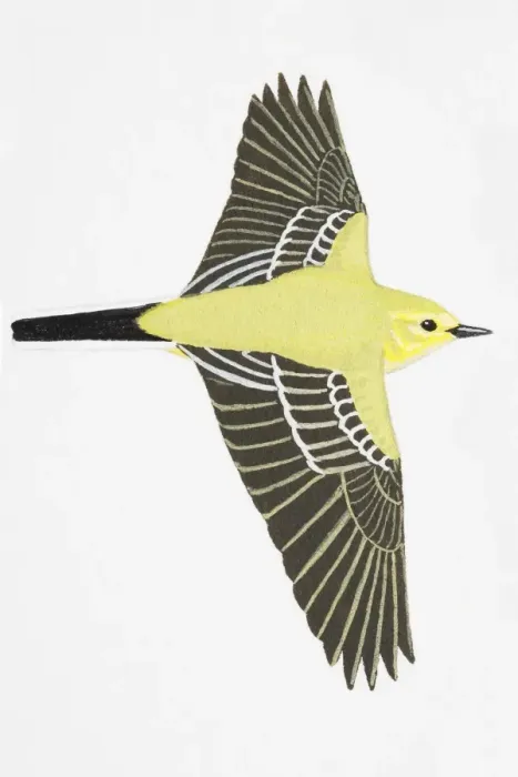 Framed Print : Yellow Wagtail (Motacilla flava), also known as Blue-headed Wagtail, adult male