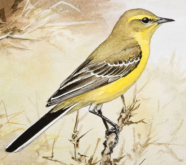 Yellow wagtail (Motacilla flava), perching on a branch, side view
