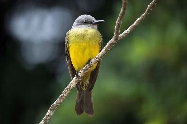 Yellow wagtail (Motacilla flava) sits on branch, province Alajuela, Costa Rica