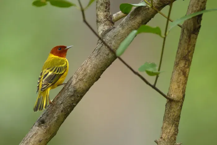 Framed Print : Yellow Warbler Framed Print : Yellow Warbler