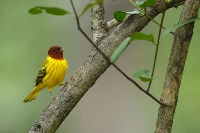 Framed Print : Yellow Warbler Framed Print : Yellow Warbler