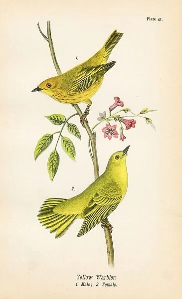 Yellow warbler bird lithograph 1890
