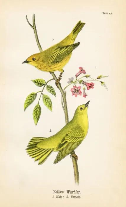 Framed Print : Yellow warbler bird lithograph 1890 Framed Print : Yellow warbler bird lithograph 1890