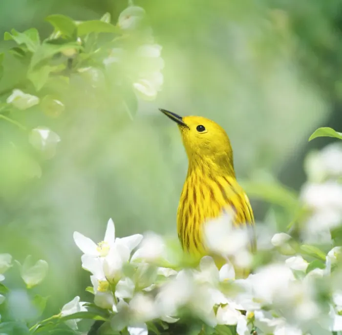 Framed Print : Yellow Warbler Peeking Out Through Spring Flowers Framed Print : Yellow Warbler Peeking Out Through Spring Flowers