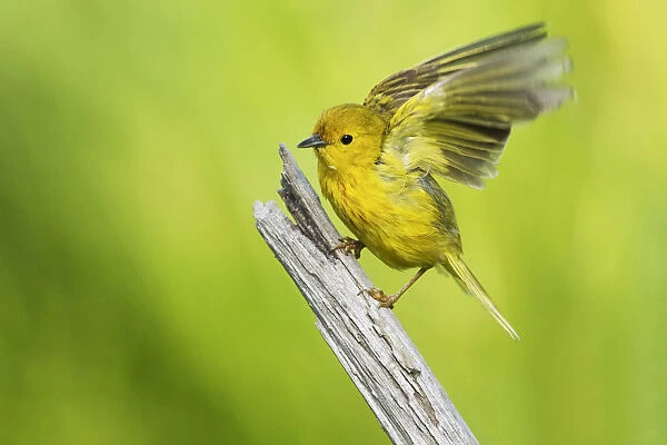 Yellow warbler ready to fly