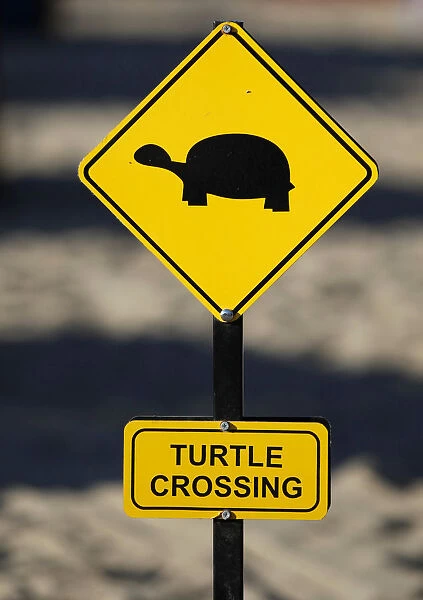 Yellow warning sign turtle crossing, turtles crossing the beach for laying their eggs, Manavgat, Turkey