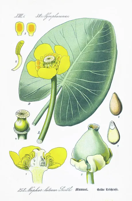 Framed Print : YELLOW WATER-LILY chromolithograph 1886 Framed Print : YELLOW WATER-LILY chromolithograph 1886