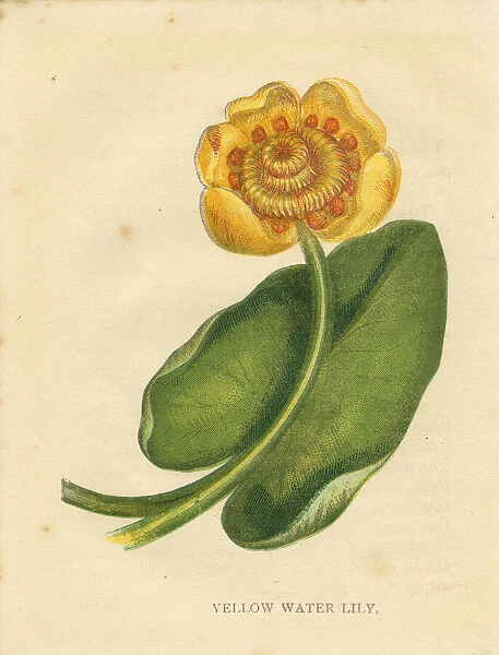 Yellow water lily Victorian botanical print by Anne Pratt