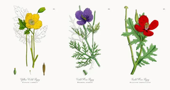 Framed Print : Yellow Welsh Poppy, Papaver cambrica, Victorian Botanical Illustration, 1863 Framed Print : Yellow Welsh Poppy, Papaver cambrica, Victorian Botanical Illustration, 1863