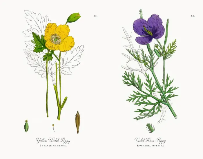 Framed Print : Yellow Welsh Poppy, Papaver cambrica, Victorian Botanical Illustration, 1863 Framed Print : Yellow Welsh Poppy, Papaver cambrica, Victorian Botanical Illustration, 1863