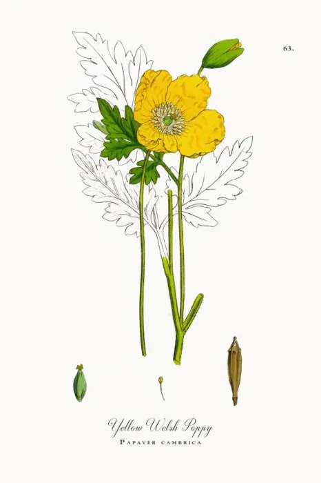 Framed Print : Yellow Welsh Poppy, Papaver cambrica, Victorian Botanical Illustration, 1863 Framed Print : Yellow Welsh Poppy, Papaver cambrica, Victorian Botanical Illustration, 1863