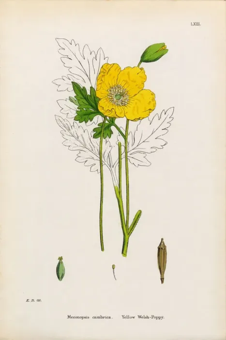 Framed Print : Yellow Welsh Poppy, Papaver cambrica, Victorian Botanical Illustration, 1863 Framed Print : Yellow Welsh Poppy, Papaver cambrica, Victorian Botanical Illustration, 1863