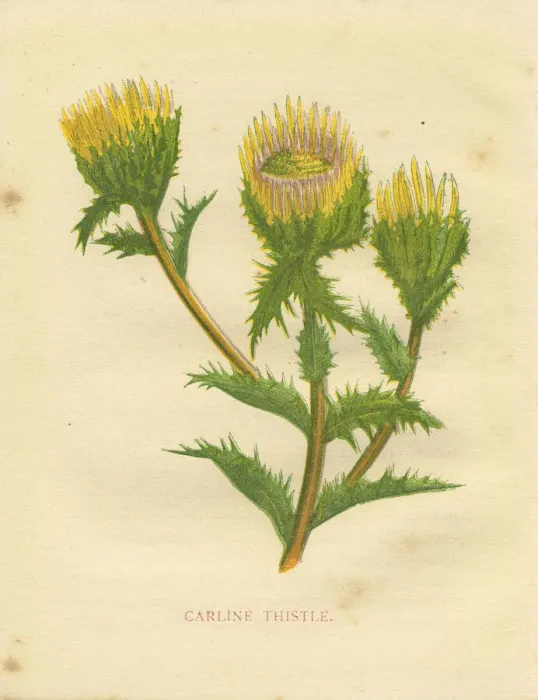 Framed Print : Yellow wild flower carline thistle Victorian botanical print by Anne Pratt Framed Print : Yellow wild flower carline thistle Victorian botanical print by Anne Pratt