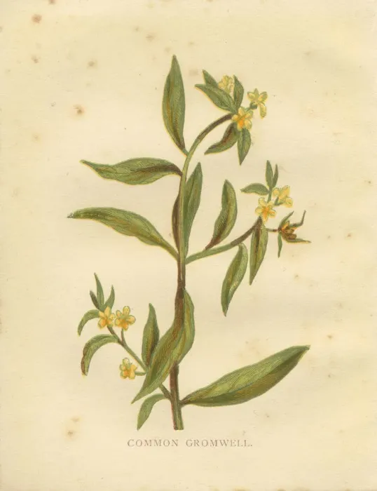 Framed Print : Yellow wild flower common gromwell Victorian botanical print by Anne Pratt Framed Print : Yellow wild flower common gromwell Victorian botanical print by Anne Pratt