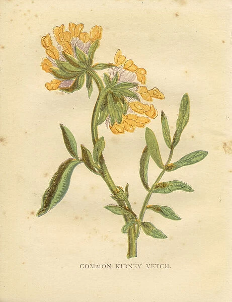 Yellow wild flower kidney vetch Victorian botanical print by Anne Pratt